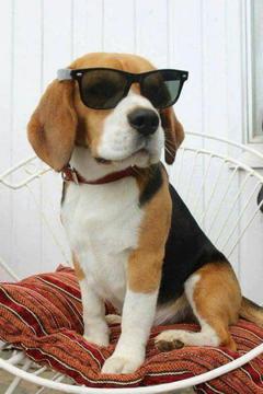 Vendo Socialista 2013